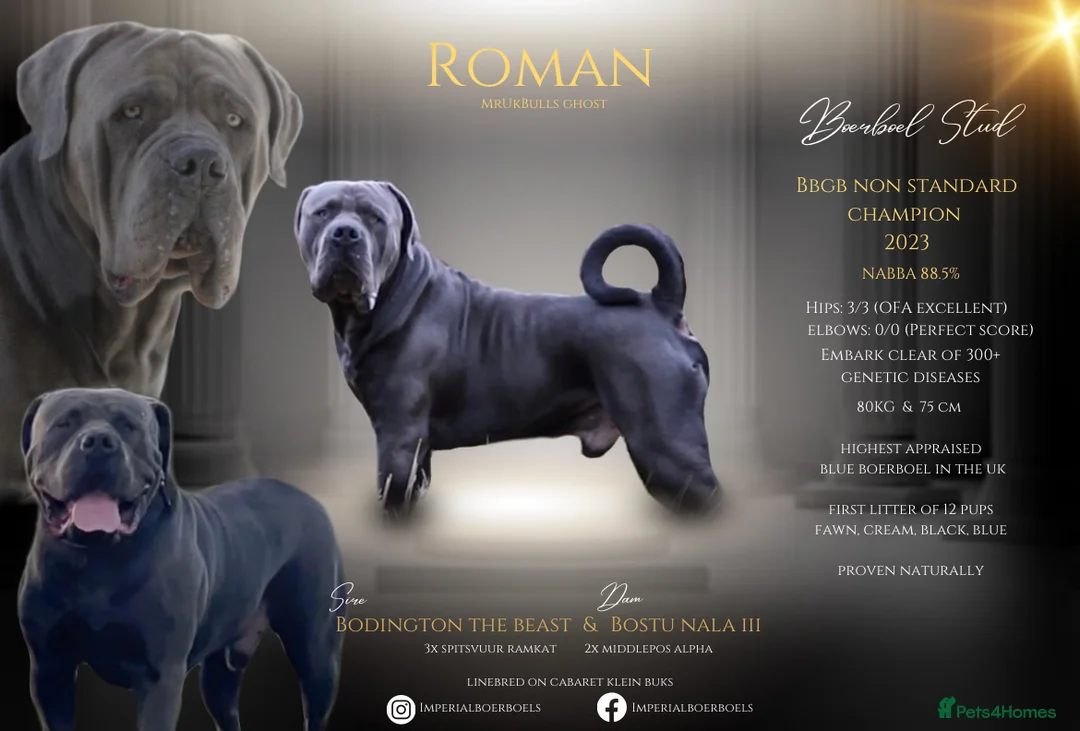 Boerboel dogs for stud: Imperial Health Tested & Champion Stud in Eastleigh - Advert 2