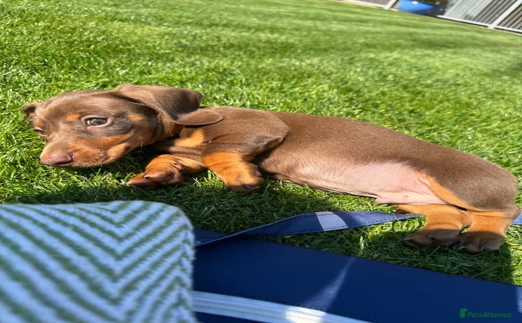 Miniature Dachshund dogs - Advert 3