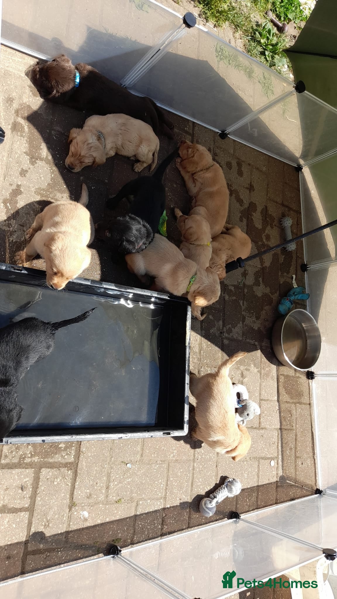 Labrador Retriever dogs 6 beautiful bundles of joy - Advert 2