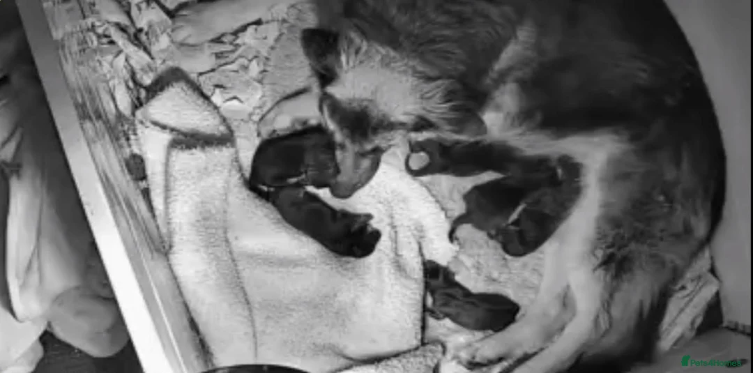 German Shepherd dogs for sale: German shepherd puppies - Advert 5