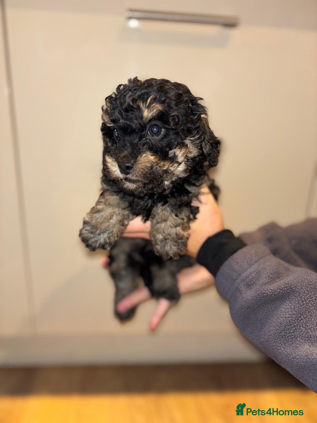 Cavapoo dogs for sale: Stunning cavapoo puppies!! - Advert 7