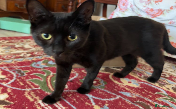 Domestic Shorthair cats - Advert 7