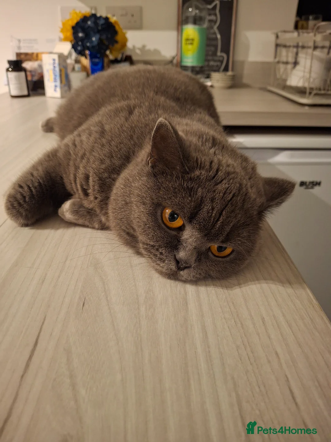 British Shorthair cats for sale: Last BSH blue girl available - Advert 2