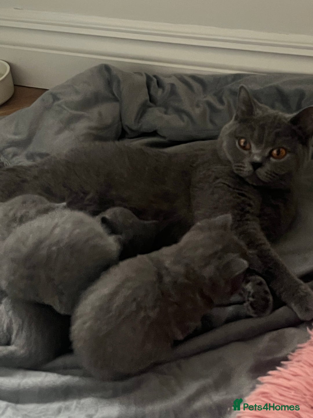British Shorthair cats for sale: Beautiful Blue British Shorthair Kittens - Advert 6