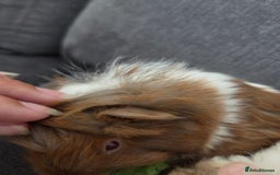 Guinea Pig rodents for sale: Beautiful lilac guinea pigs - Image 6