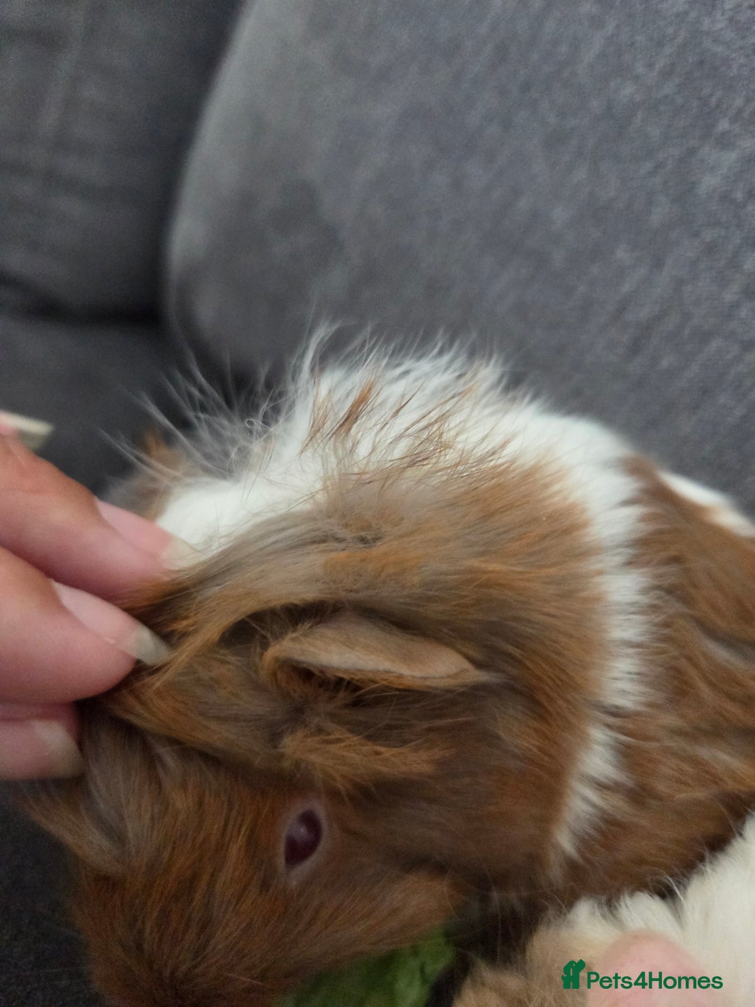 Guinea Pig rodents for sale: Beautiful lilac guinea pigs - Image 6