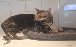 Bengal cats for sale: SBT Tica Bengal April retired April Choc Marble - Advert 8