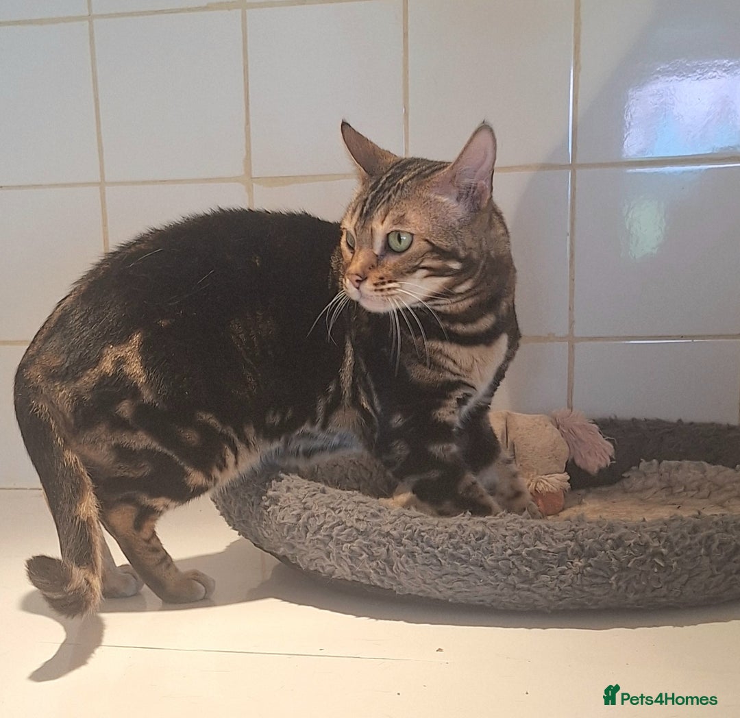 Bengal cats for sale: SBT Tica Bengal April retired April Choc Marble - Advert 8
