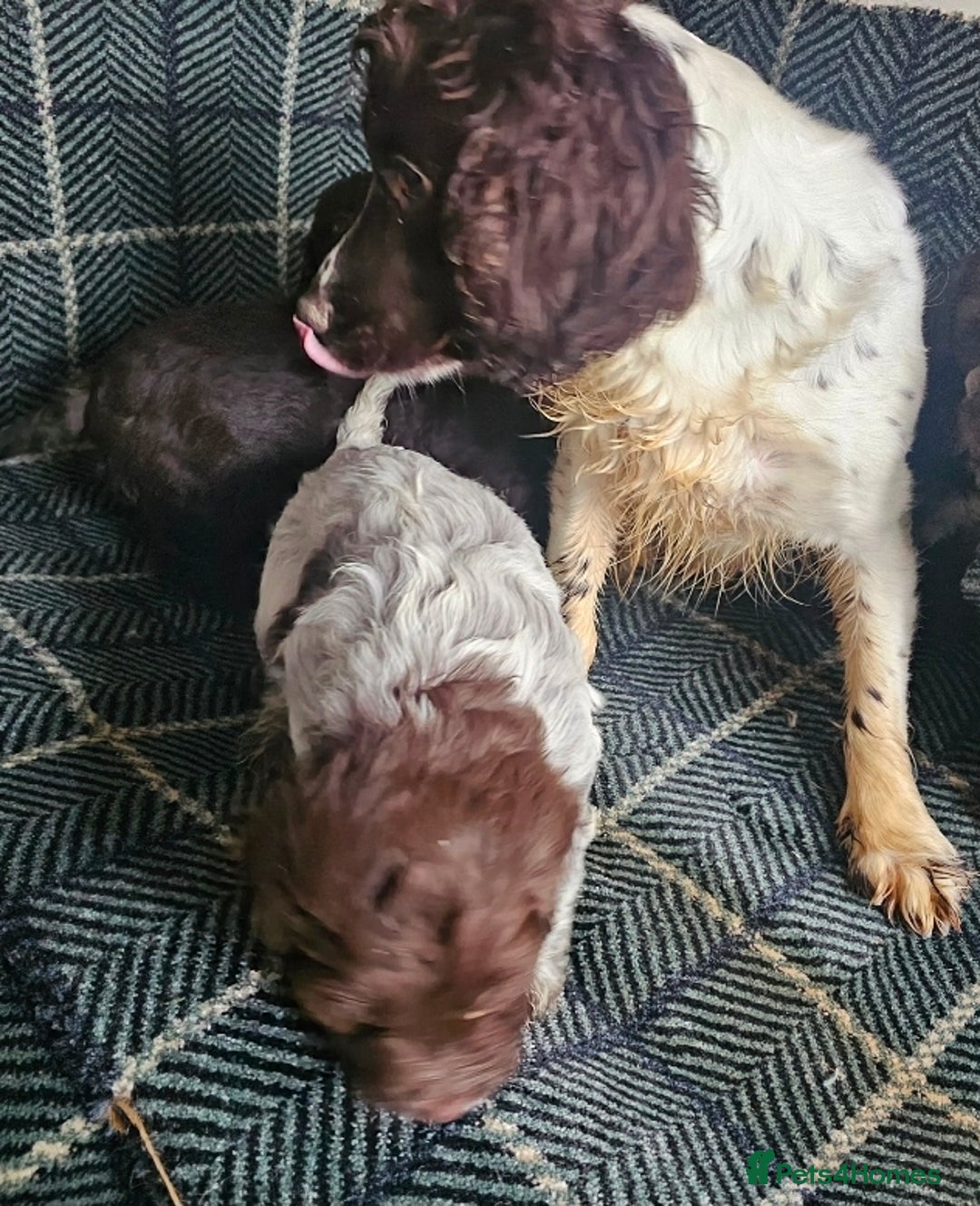 Cockapoo dogs for sale: Cockerapoo puppies F1 - Advert 22