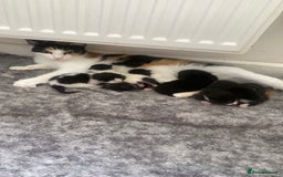 Mixed Breed cats for sale: 7 beautiful 8 week kittens  - Image 8