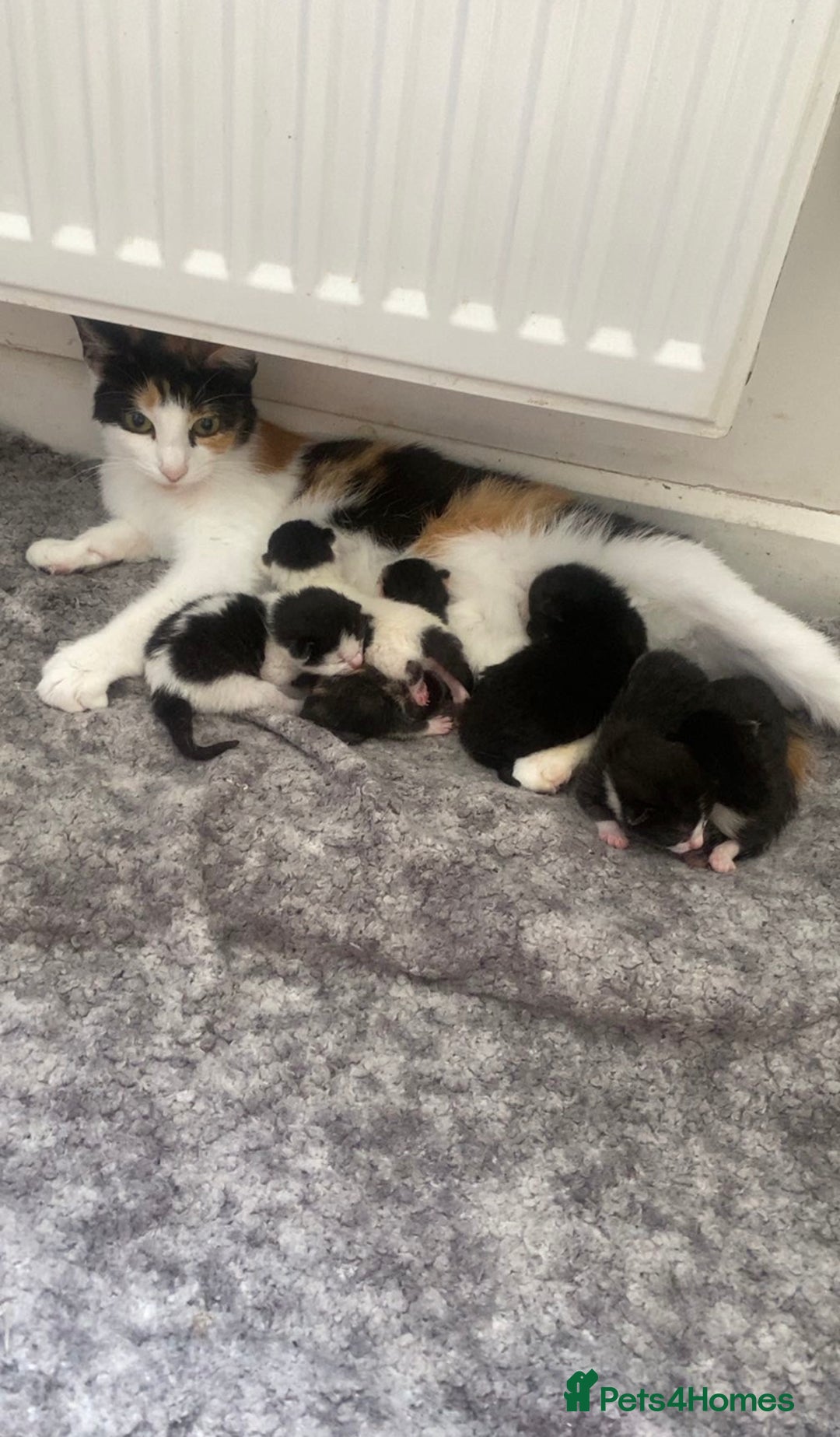 Mixed Breed cats for sale: 7 beautiful 8 week kittens  - Image 8