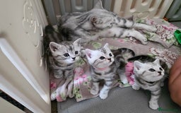 British Shorthair cats for sale: BSH Silver Tabby  - Image 15