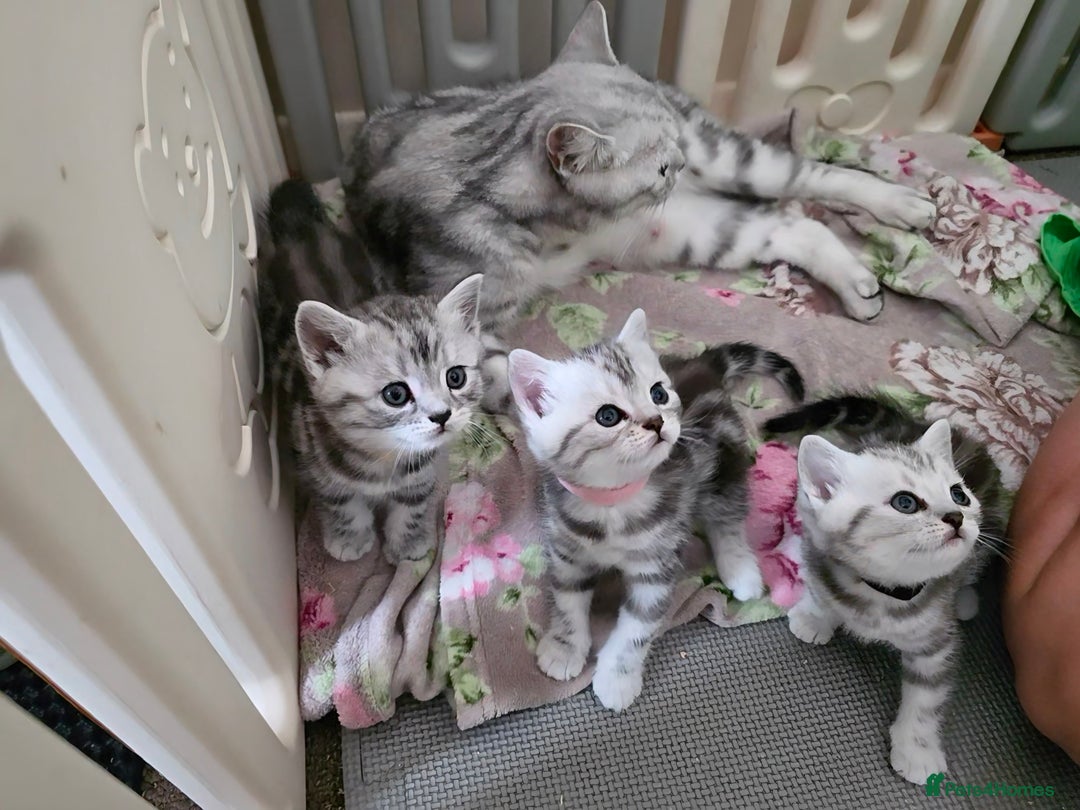 British Shorthair cats for sale: BSH Silver Tabby  - Image 15