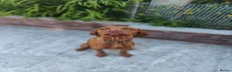 Hungarian Vizsla dogs for stud: Charlie  - Advert 2