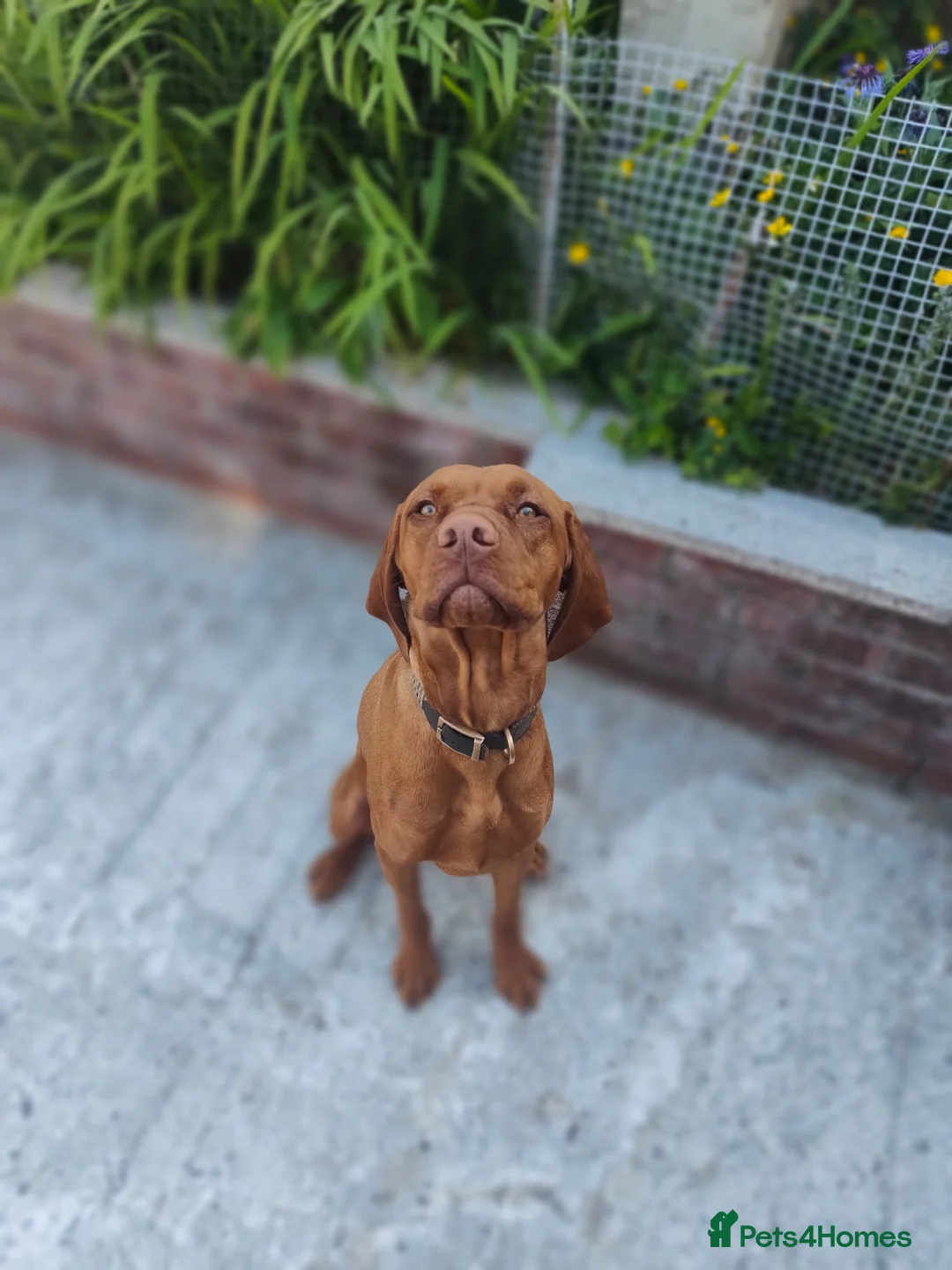 Hungarian Vizsla dogs for stud: Charlie  - Advert 2