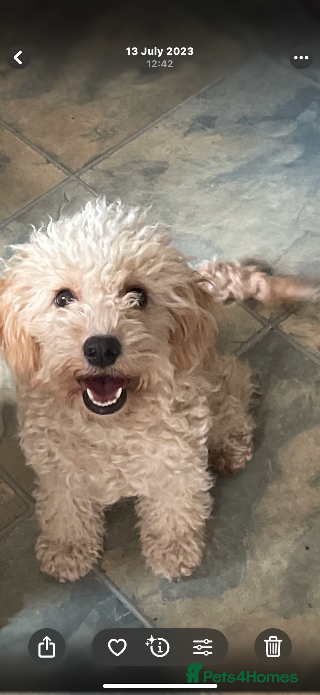 Cavapoo dogs for sale: FB2 cavapoo puppies-1girl & 6 boys - Image 4