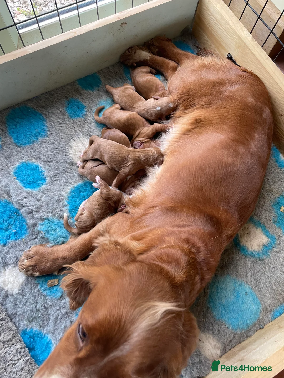 Cocker Spaniel dogs for stud: Working Cocker Spaniel , Cear PRA, FN AMS,PP in Dorchester - Advert 7