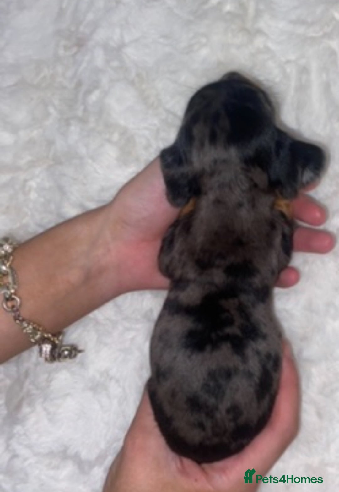 Dachshund dogs for sale: 4 Dachshund puppies for sale  - Advert 11