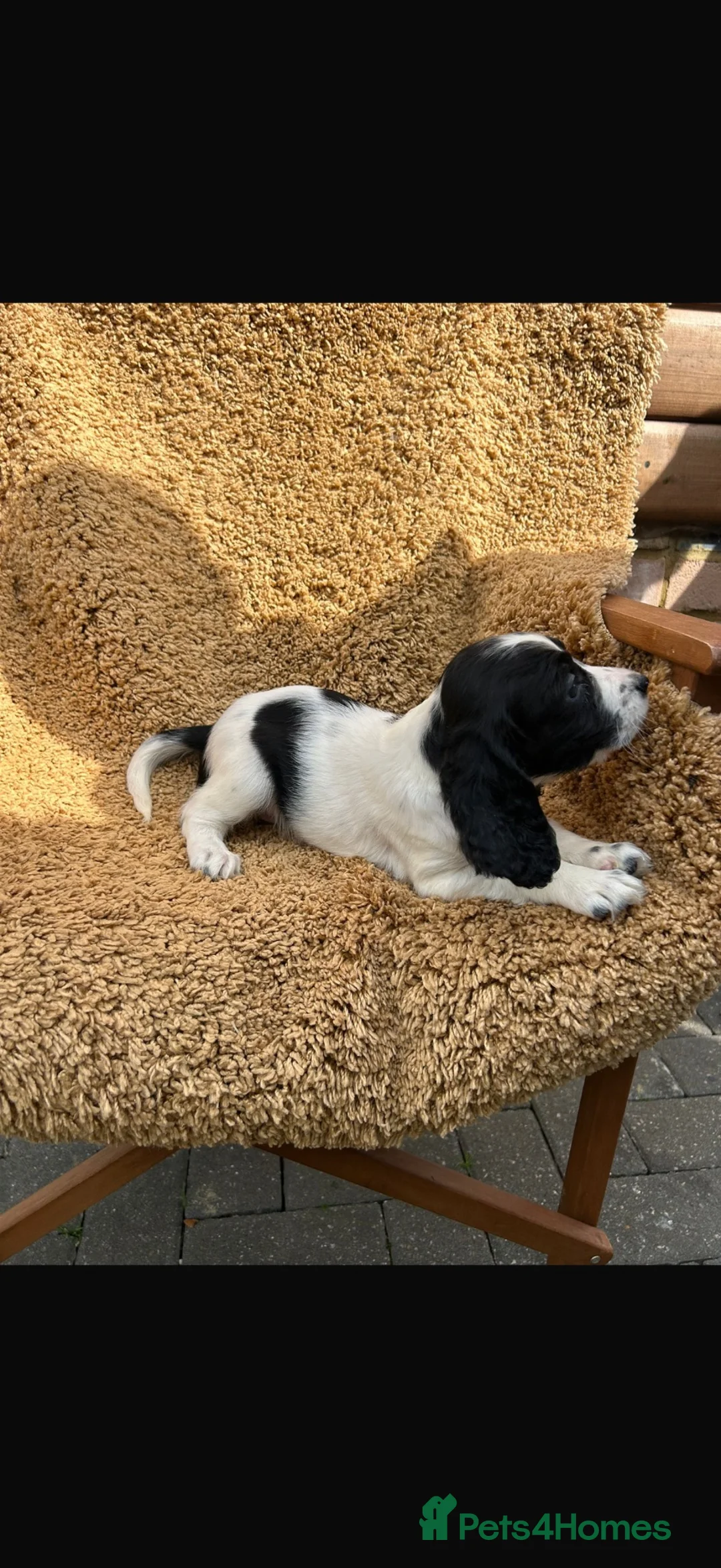 Cocker Spaniel dogs for sale: Cocker spaniel puppies - Advert 8