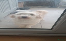 Shihpoo dogs for sale: George- 1 year old poodle shih tzu cross - Advert 1