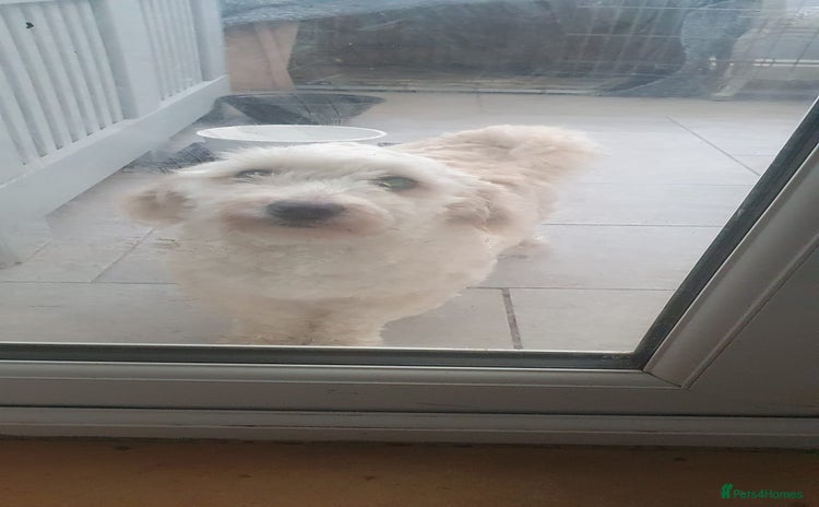 Shihpoo dogs George- 1 year old poodle shih tzu cross - Advert 1