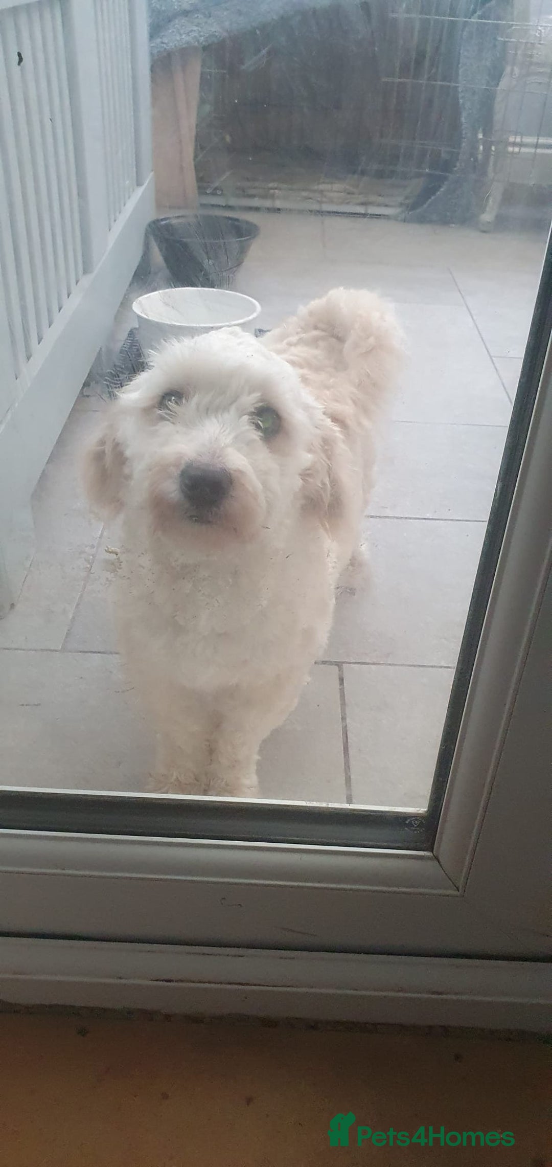 Shihpoo dogs for sale: George- 1 year old poodle shih tzu cross - Advert 1