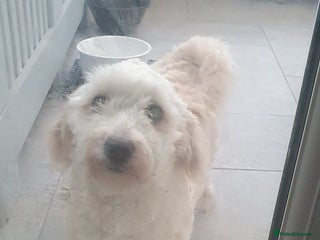 Shihpoo dogs for sale: George- 1 year old poodle shih tzu cross - Advert 1