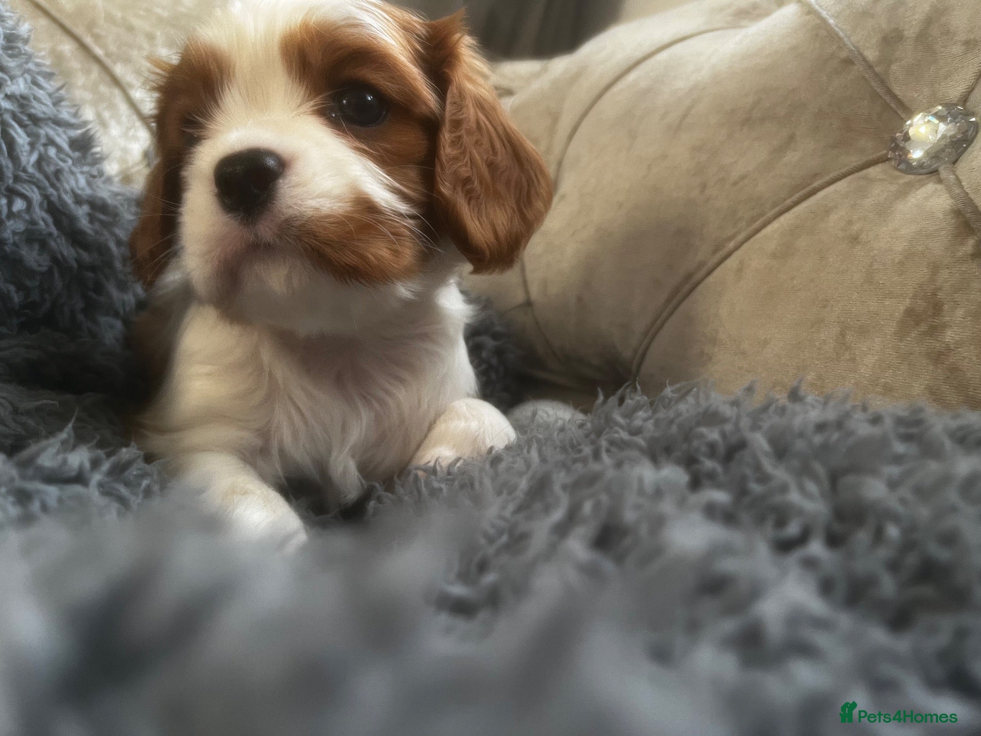Cavalier King Charles Spaniel dogs Kc reg/ health tested Cavalier King Charles  - Advert 15