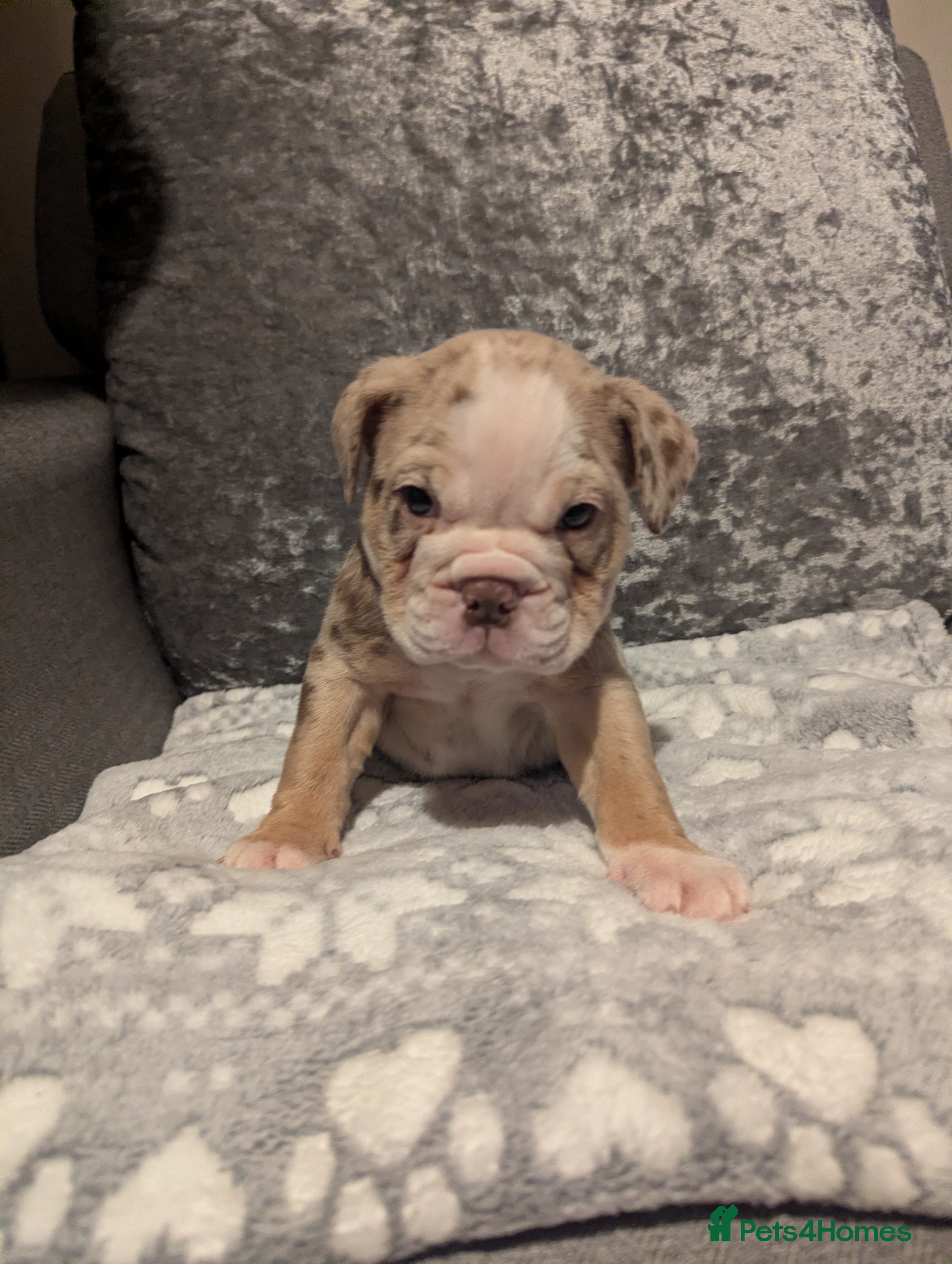 Old Tyme Bulldog dogs STUNNING OLD TYME ENGLISH BULLDOG PUPPIES  - Advert 1