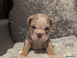 Old Tyme Bulldog dogs STUNNING OLD TYME ENGLISH BULLDOG PUPPIES - Advert 2