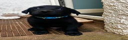 Borador dogs for sale: Collidor - Collie cross Labrador Puppies  - Advert 6
