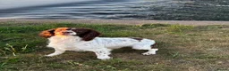 English Springer Spaniel dogs for sale: English springer spaniels puppies  - Advert 2
