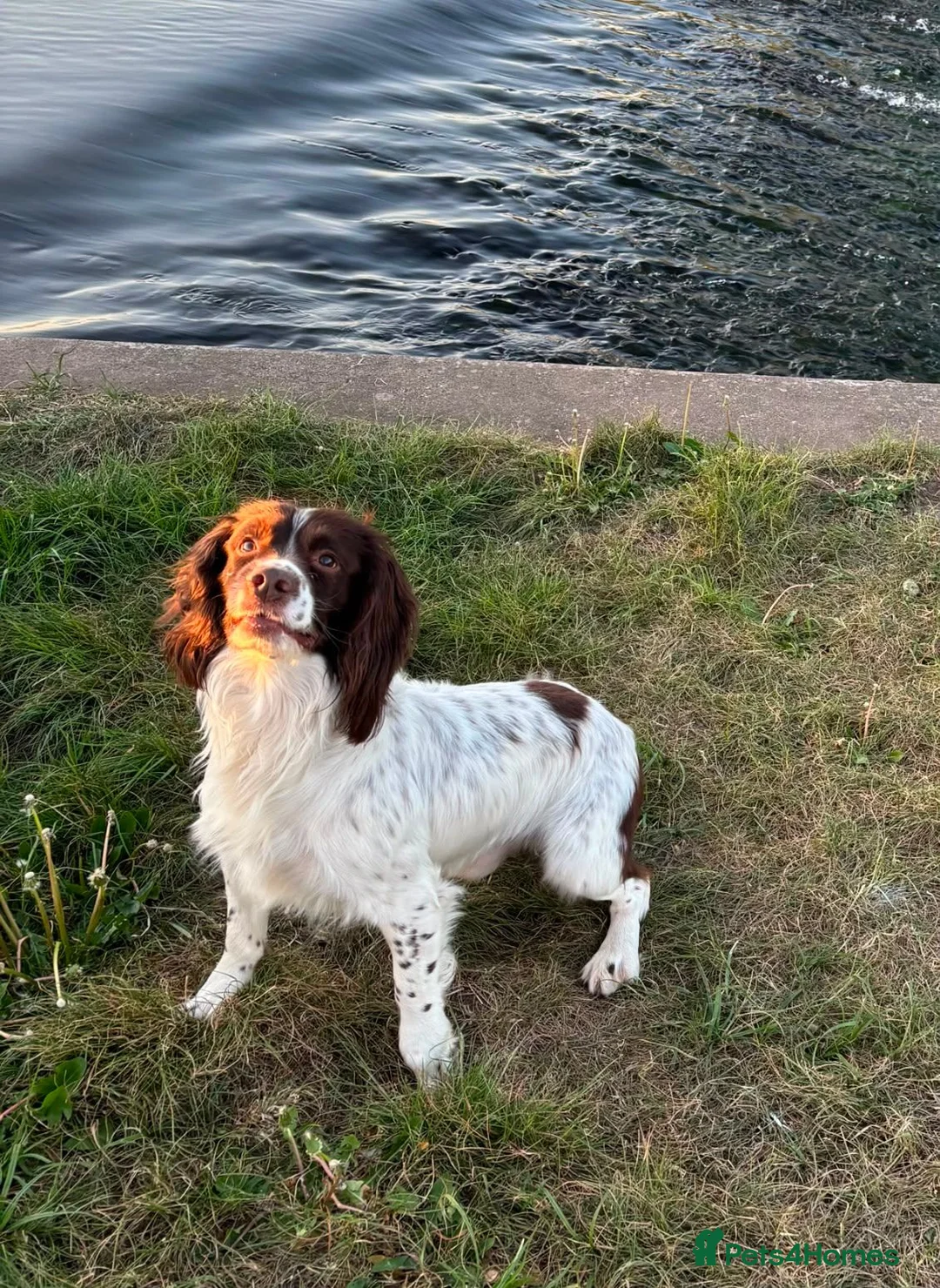 English Springer Spaniel dogs for sale: English springer spaniels puppies  - Advert 2