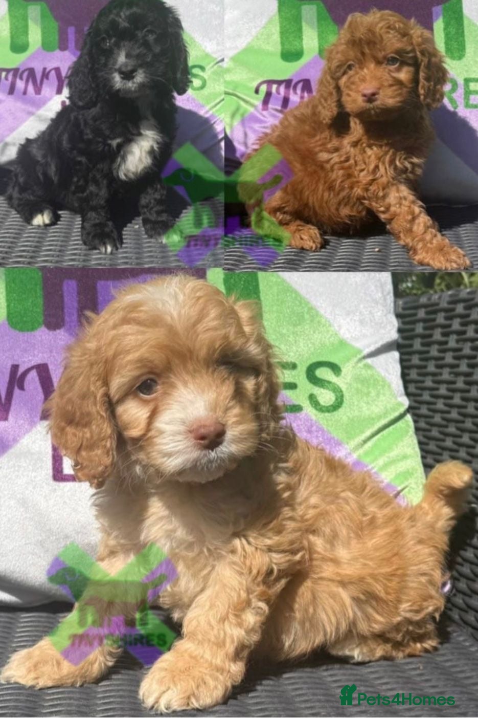 Cockapoo dogs F1 BOYS ONLY MINI COCKAPOOS 30 dna tested - Advert 1