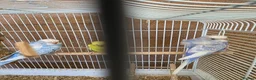 Budgerigars birds for sale: Hago Helicopter Baby Budgies - Advert 3