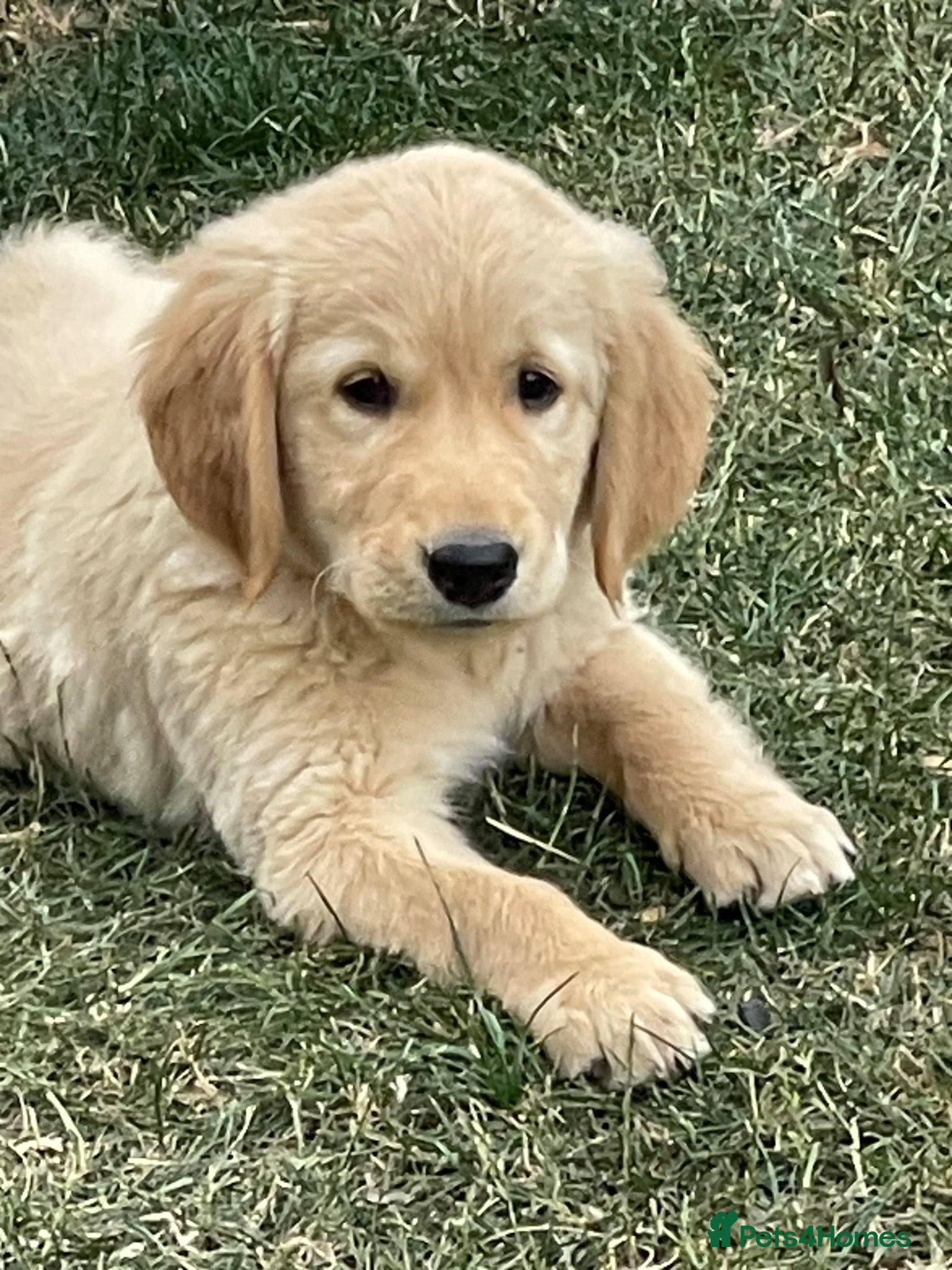 Golden Retriever dogs 7 Beautiful Golden retriever puppies  - Advert 2