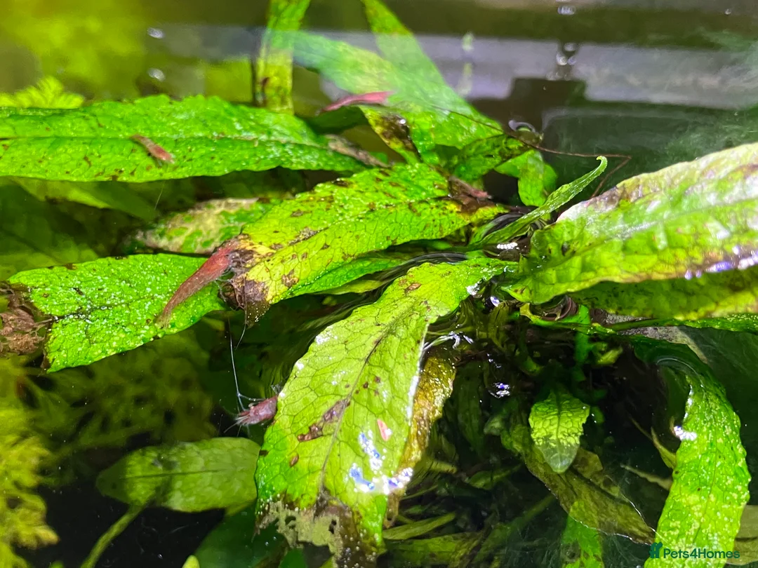Shrimps fish for sale: Cherry shrimp - Juvenile and babies  - Advert 8