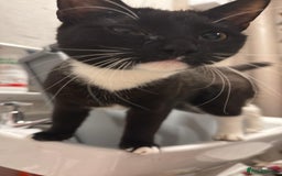 Domestic Shorthair cats for sale: Pretty little tuxedo and cutest little tabby - Image 8