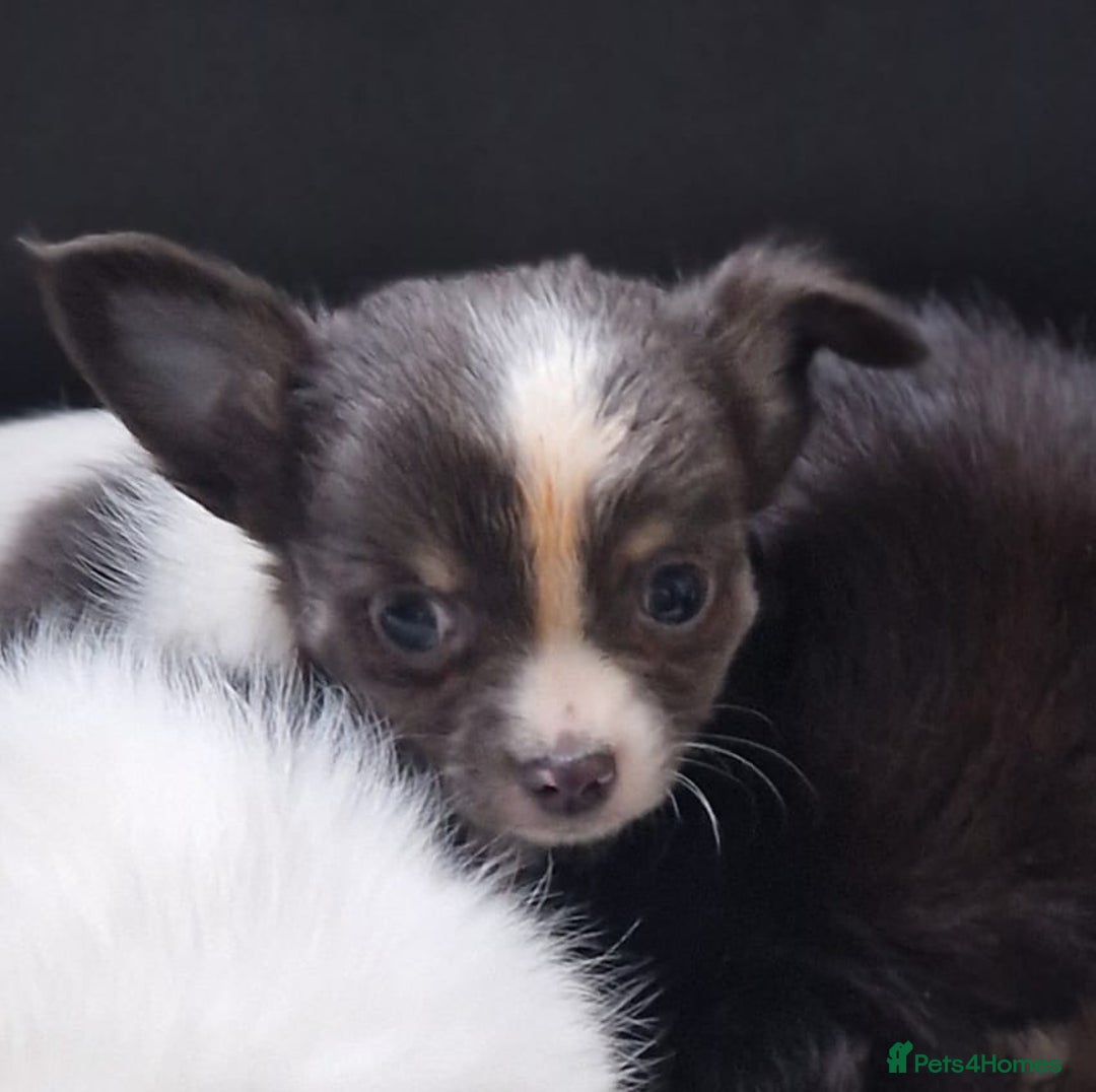 Chihuahua dogs for sale: Chihuahua puppies - Advert 2