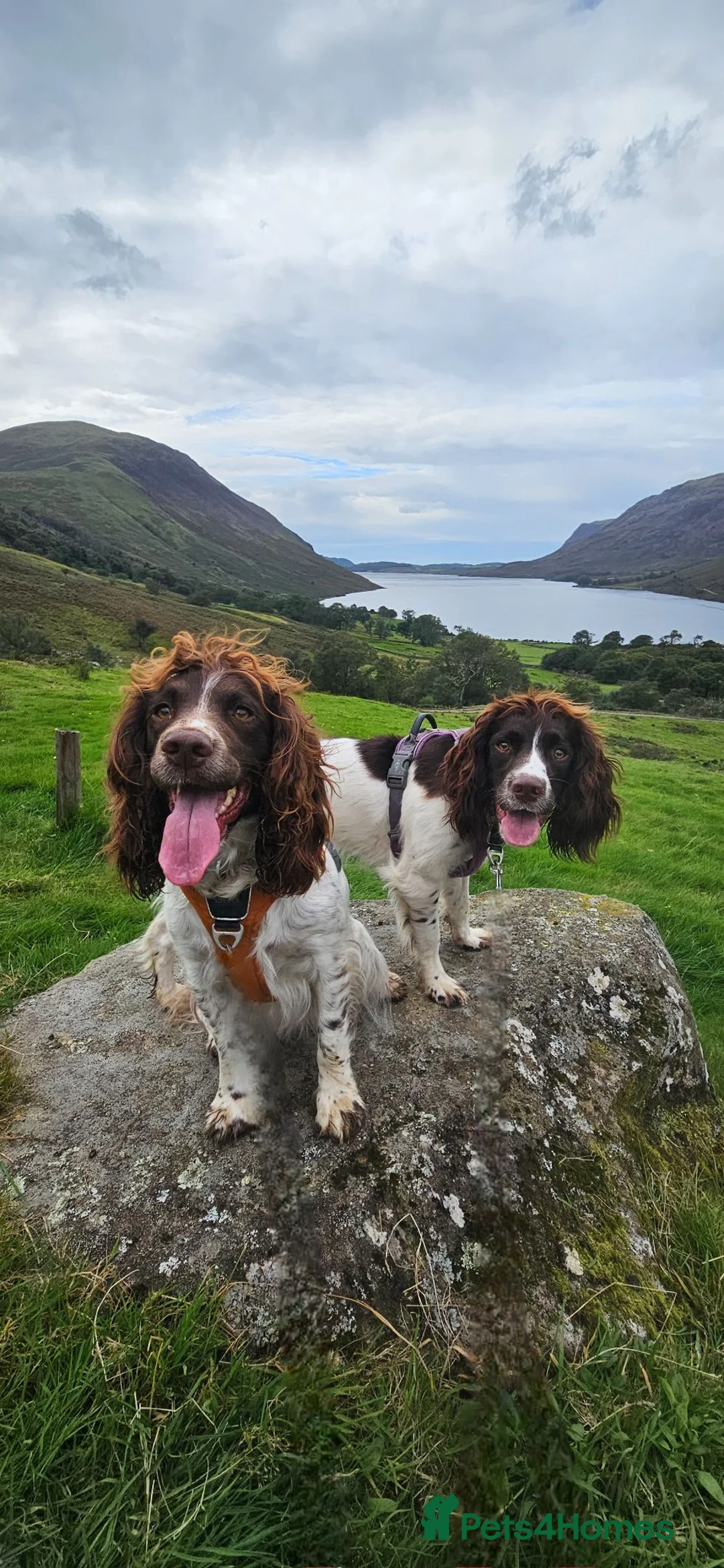English Springer Spaniel dogs for sale: KC Reg English Springer Spaniel female - Advert 5
