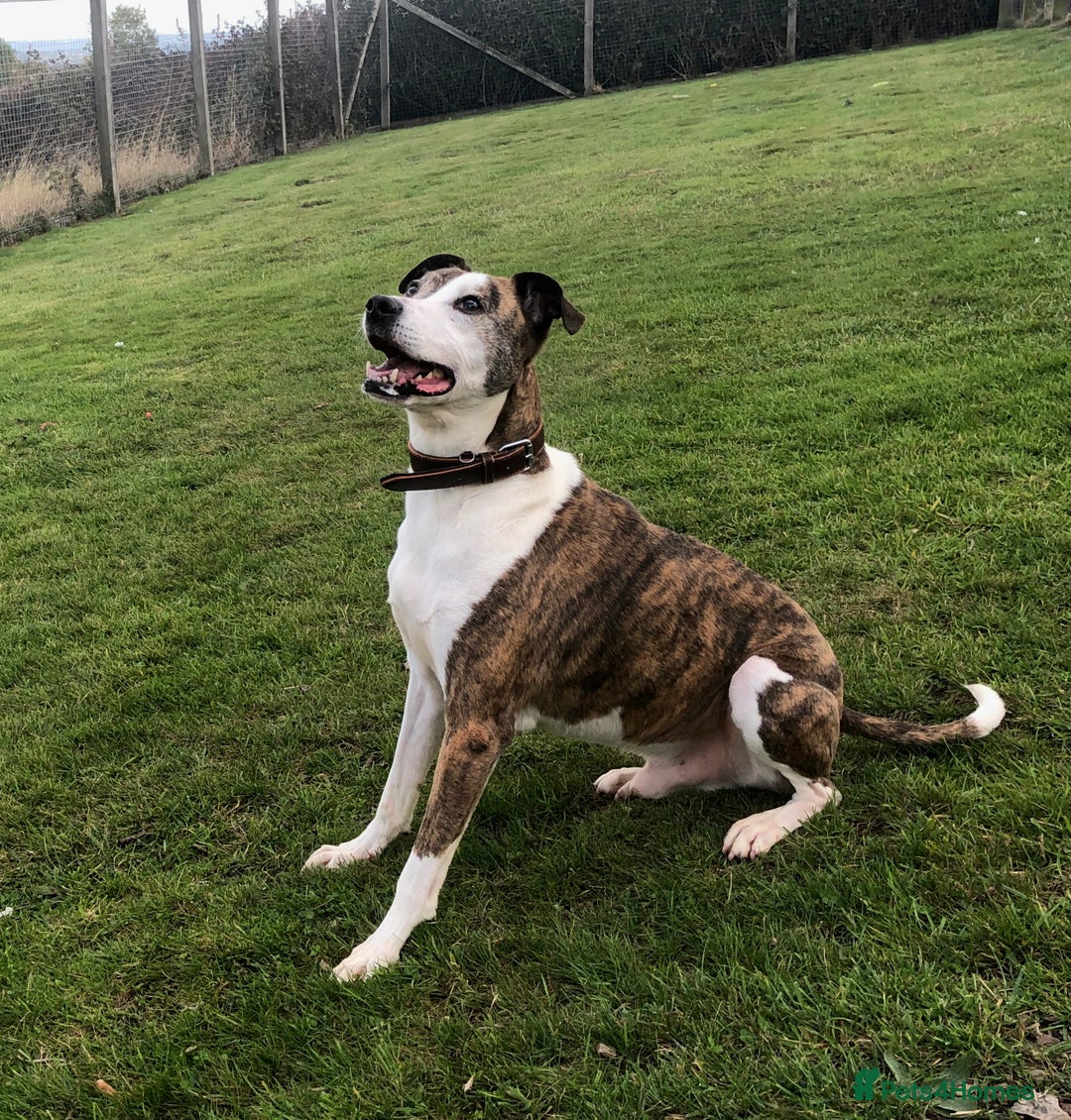 Mixed Breed dogs for adoption: Cody, crossbreed in need of loving home. - Image 6