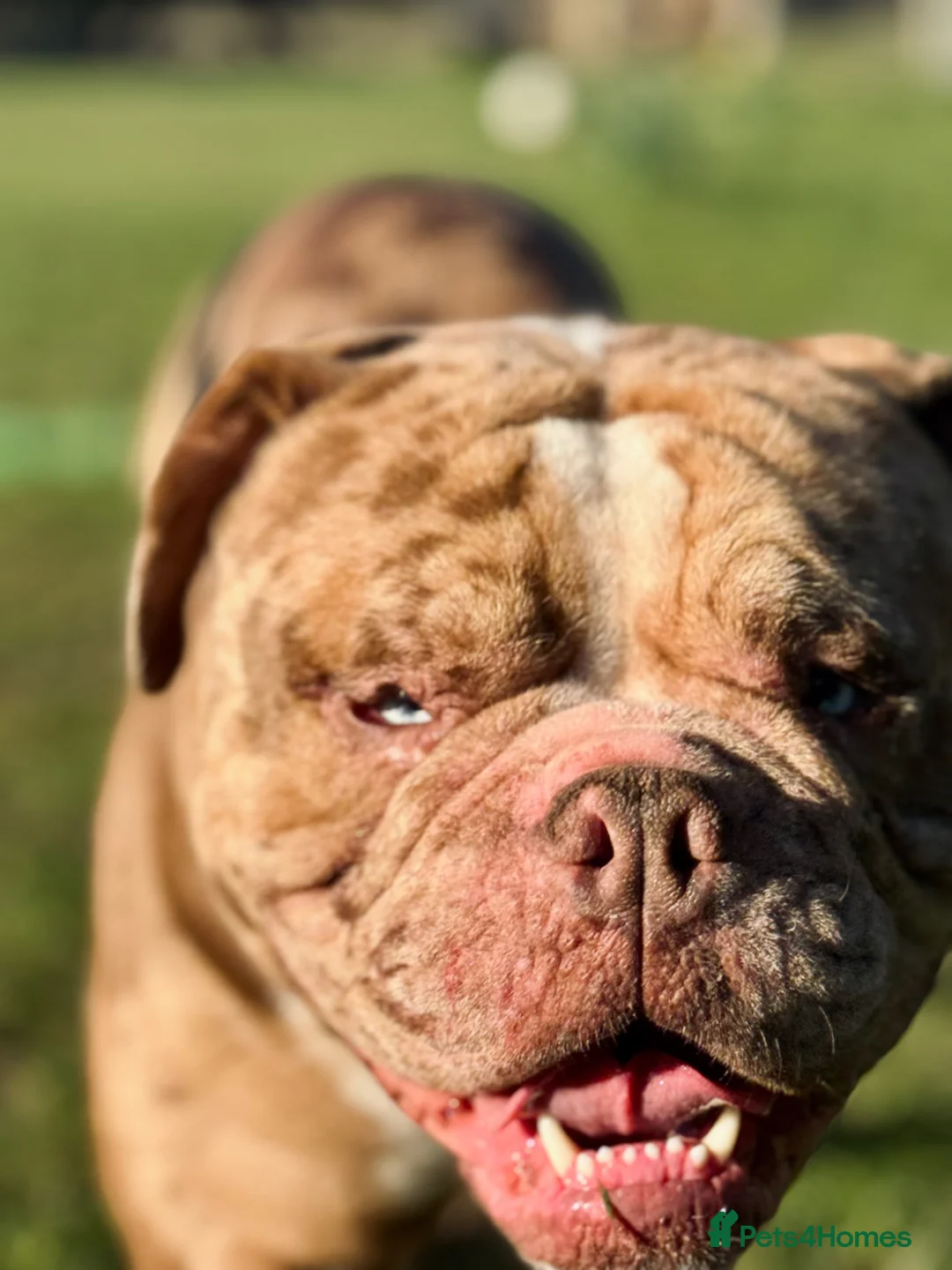 Old Tyme Bulldog dogs for stud: STUD Old tyme old English bulldog chocolate merle in Lincoln - Advert 2