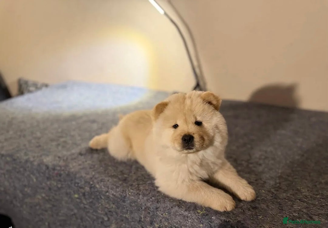 Chow Chow dogs for sale:  **  Litter of  Chow Chow Puppies - Advert 2