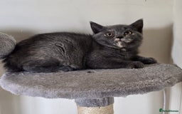 British Shorthair cats for sale: GCCF Pedigree Kittens - Ready Now - Image 2