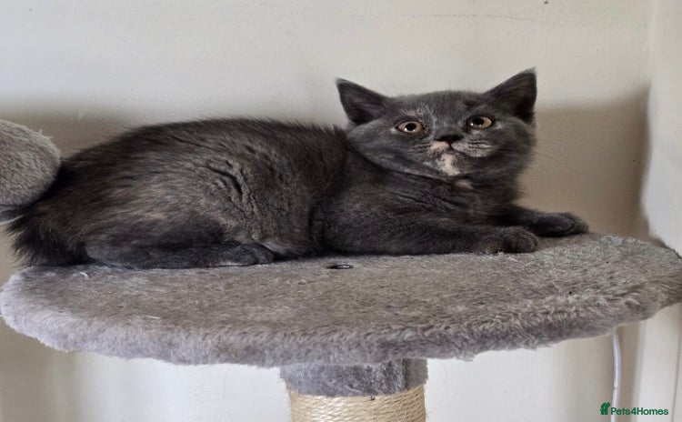 British Shorthair cats - Advert 7