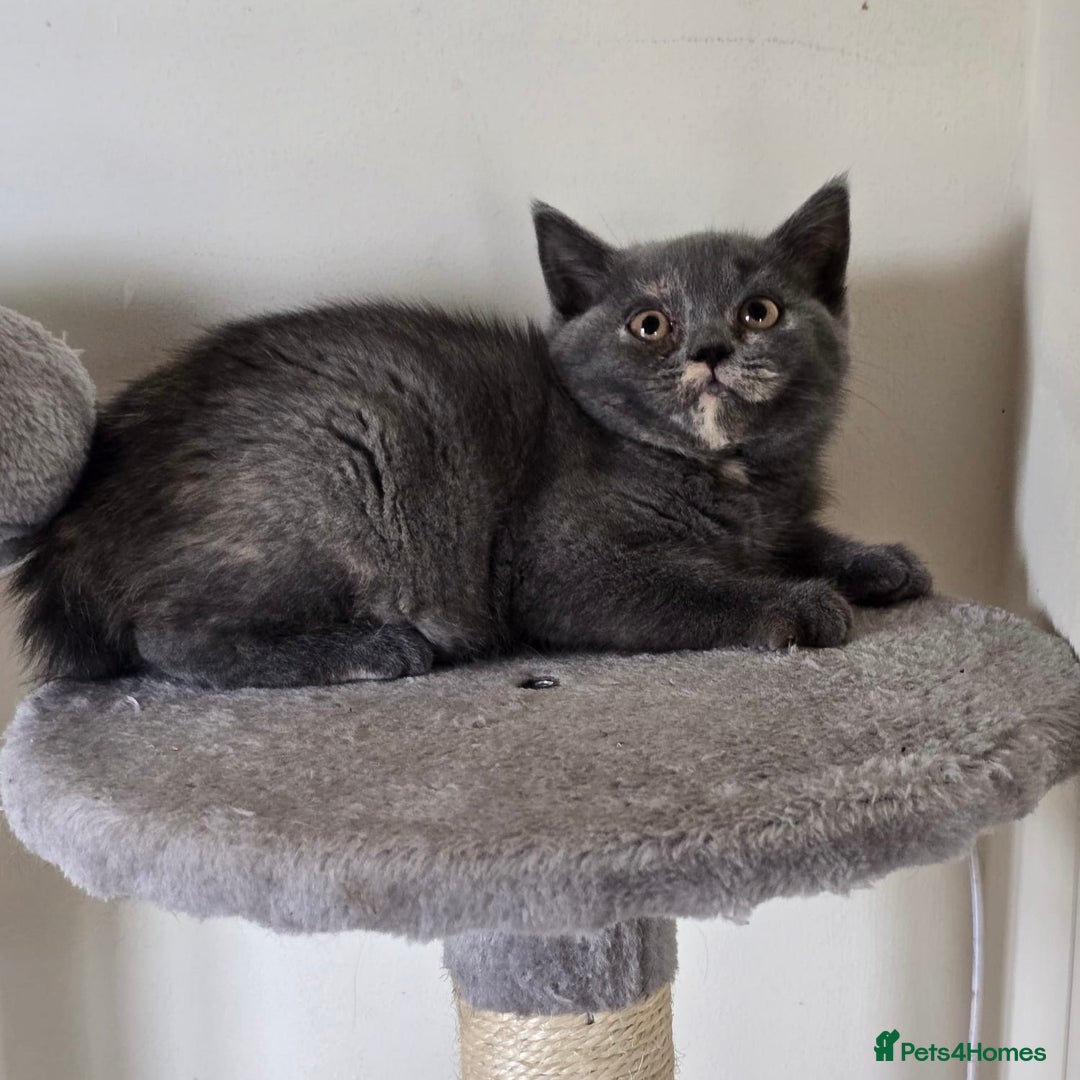 British Shorthair cats for sale: GCCF Pedigree Kittens - Ready Now - Image 2