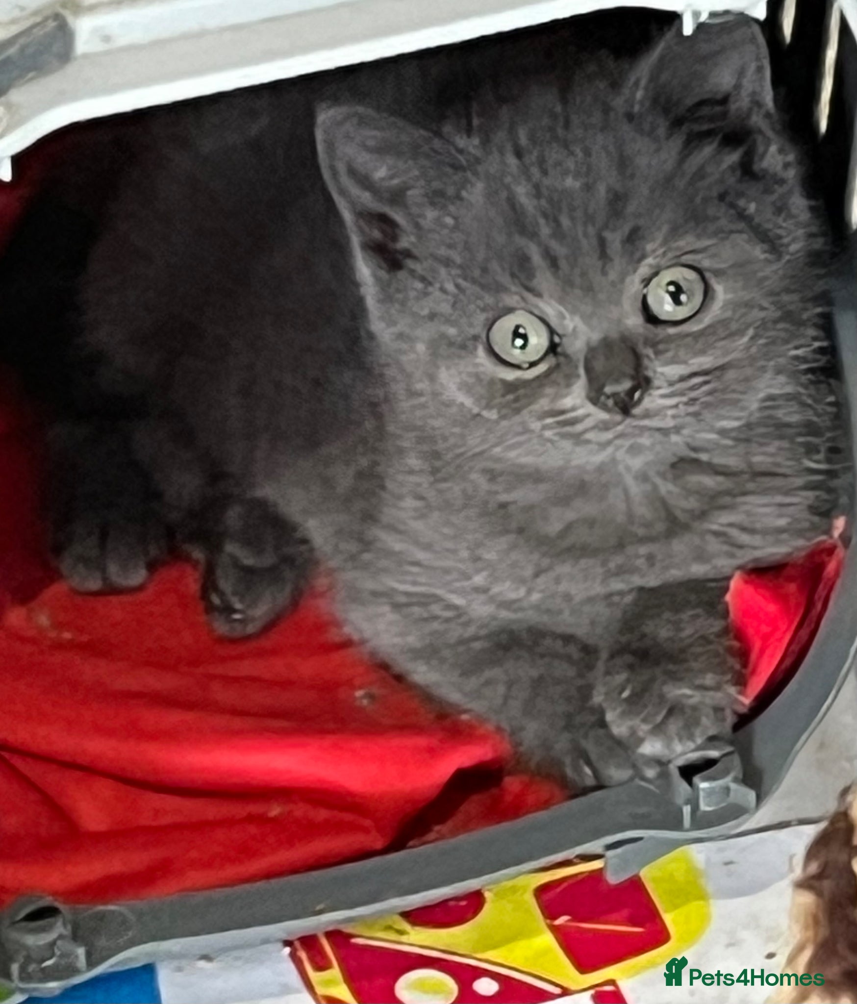 British Shorthair cats for sale: Stunning pure British Shorthaired Kittens  - Advert 14
