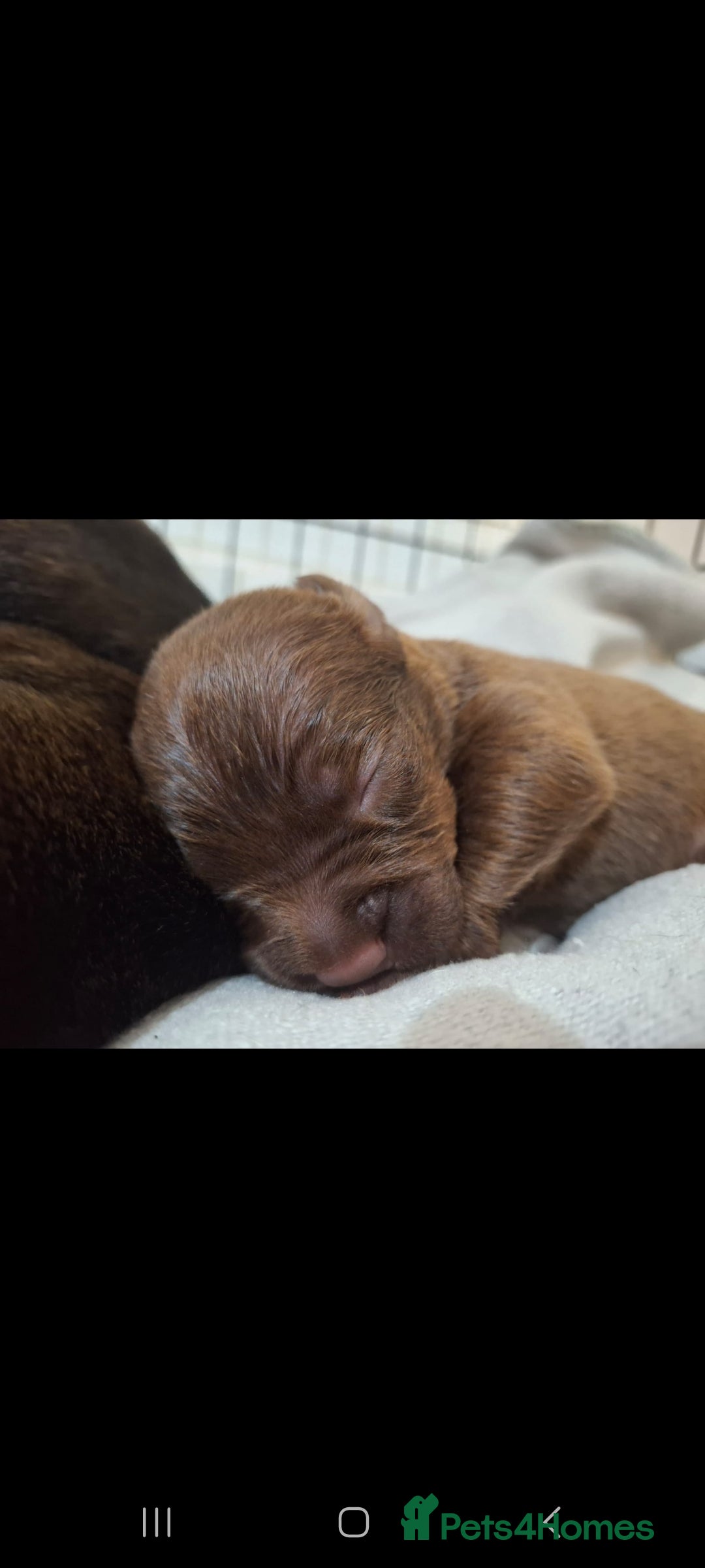 Staffordshire Bull Terrier dogs Beautiful Staffordshire bull terrier pups ❤️🐶 - Advert 2