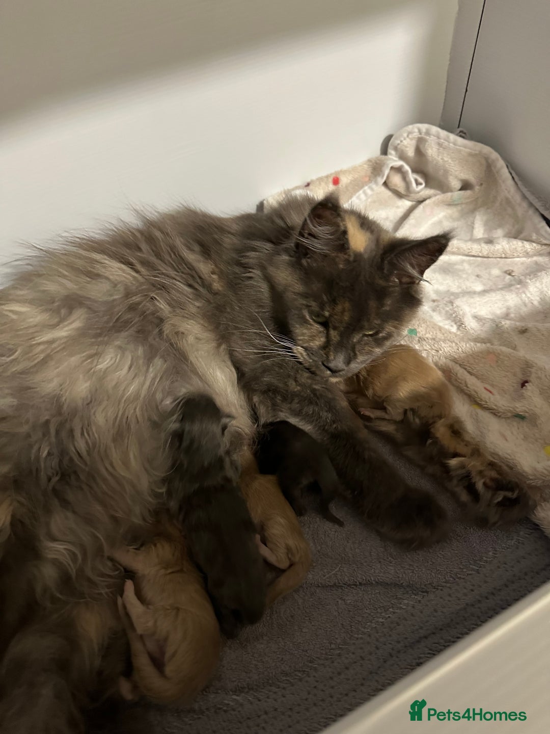 Maine Coon cats for sale: 1 GIRL LEFT - GCCF Registered Maine Coon Kittens - Advert 3