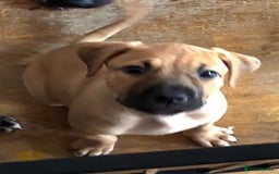 Mixed Breed dogs for sale: Beautiful Presa Mix Pups  - Image 18
